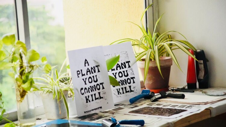 plant you cannot kill